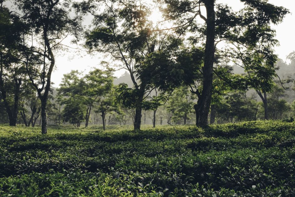 A Sensible Look at Breathing, Calm And What Is Real, Minus the Overwhelm